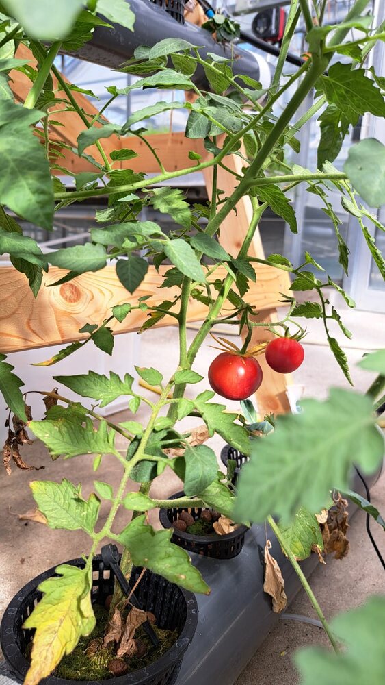 Erste reife Tomaten, trotz Blattlausbefall